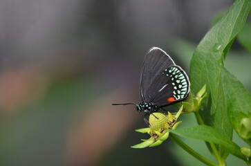 Atala hairstreak butterfly on leaf