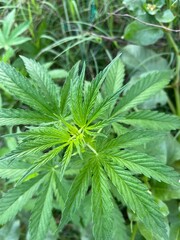 close up of hemp