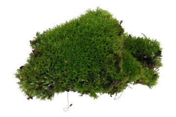Moss 