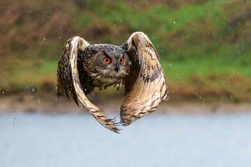 European Eagle Owl (Bubo bubo) flying over a lake on a rainy day in Gelderland in  the Netherlands.