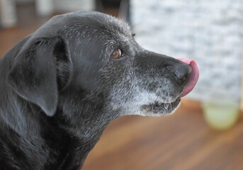 big black gray dog licks its muzzle