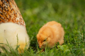 yellow little chickens walk on the grass, close-up