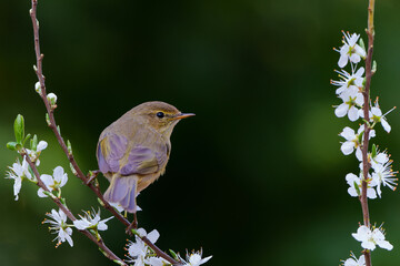 Willow warbler (Phylloscopus trochilus)on a branch with white flowers (Prunus spinosa)  in the Netherlands in springtime. Black background.       