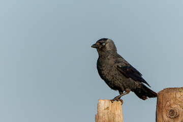 western jackdaw, also known as the Eurasian jackdaw, the European jackdaw, or simply the jackdaw (Coloeus monedula) sitting on a fench in the meadows in the Netherlands in springtime