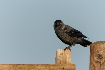 western jackdaw, also known as the Eurasian jackdaw, the European jackdaw, or simply the jackdaw (Coloeus monedula) sitting on a fench in the meadows in the Netherlands in springtime