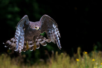 Northern goshawk (accipiter gentilis) searching for food and flying in the forest of Noord Brabant...