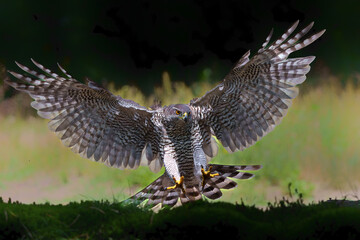 Northern goshawk (accipiter gentilis) searching for food and flying in the forest of Noord Brabant...