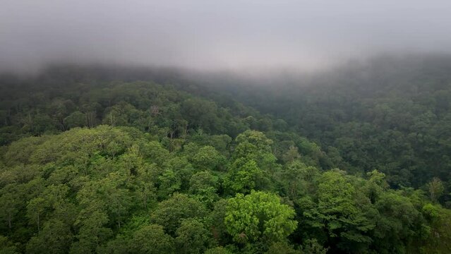 Cinematic closeup of Vast Rainforest Jungle Landscape Background Texture Cloudy Weather in Sumbawa island, Indonesia. Cinematic Drone 4k.