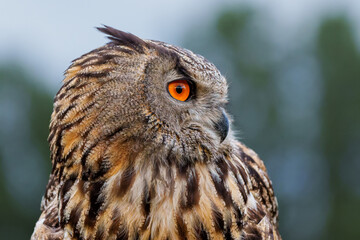 Portrait of an European Eagle Owl (Bubo bubo) in Gelderland in the Netherlands.
