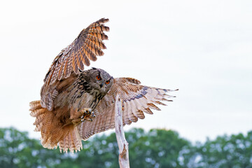 European Eagle Owl (Bubo bubo) flying over the meadows in the Netherlands.