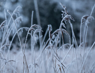 Fototapeta premium Icy stalks in winter landscape