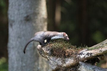 Stone marten, Martes foina, with clear green background. Beech marten, detail portrait of forest animal. Small predator sitting on the beautiful green moss stone in the forest. Wildlife scene, France