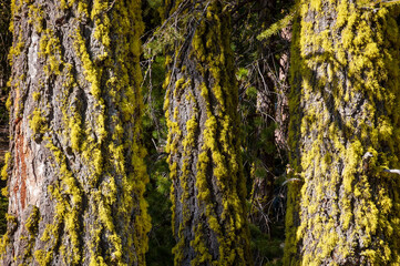 Green Bark on Pines at Lassen Volcanic National Park