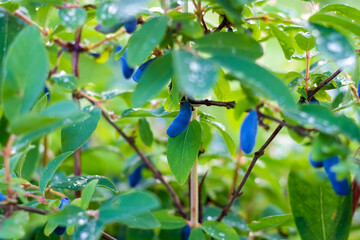 Obraz premium Honeysuckle branch with blue ripe berries. Beautiful drops after the rain.