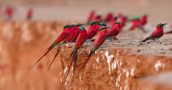 Southern Carmine Bee-Eater, Merops nubicoides, Colony of crimson red african birds of the river banks of the Zambezi River, ManaPools, Zimbabwe