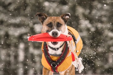 Hundeportr&auml;t im Schnee