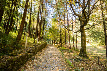 Forest path to Dorothy's Seat in Nainital