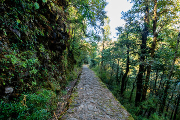 Fototapeta na wymiar Forest path to Dorothy's Seat in Nainital