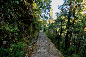 Obraz premium Forest path to Dorothy's Seat in Nainital