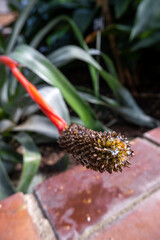 Pequeña flor amarilla con púas con una gelatina que produce para protegerse y el tallo rojo con las verdes hojas de fondo desenfocado.
