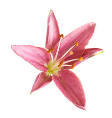 Coral lily flower isolated on white or transparent background. Top view.