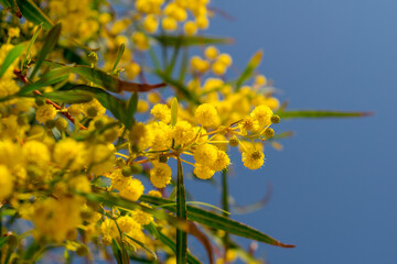Blooming mimosa against the blue sky.