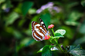 A view of the Common sailor butterfly in the forest on the outskirts of a rice field, Aceh, Indonesia