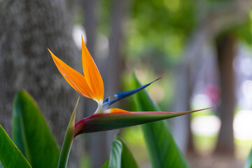 Paradiesvogelblume im Garten einer Hotelanlage