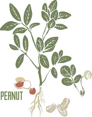 Peanut plant in color vector silhouette. Arachis hypogaea plant medicinal outline. Set of Peanut in color image for pharmaceuticals and cooking.