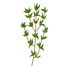 A sprig of thyme. Vector illustration on a white background
