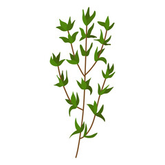 Fototapeta premium A sprig of thyme. Vector illustration on a white background