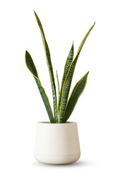 Snake Plant in plastic pot isolated on white background clipping path. Empty white wall and copy space. Sansevieria trifasciata green leaves air purifier plant indoor minimal design.