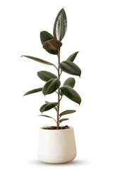 Indoor plant ficus rubber tree in white plastic pot isolated on white background clipping path. India rubber fig green leaves air purifier plant indoor minimal design. 