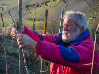 old caucasian grey haired bearded farmer pruning grapes at sunset in the vineyard in the hills of...