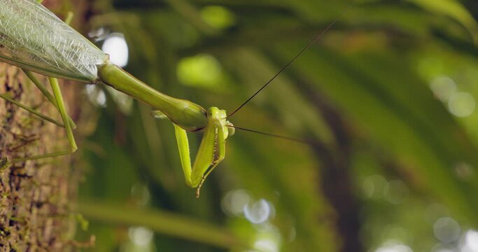 A green praying mantis carefully cleaning its prehensile claws and triangular head with shiny big eyes. Close up shot