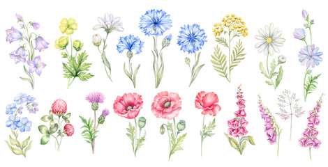 Big set of wild flowers, meadow herbs, field plants and blossom garden floral elements. Hand drawn detailed isolated collection bloom botanical flowers watercolor illustration - 582101175