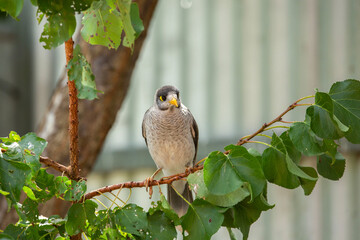 Australian native noisy miner bird perched on a tree in the garden