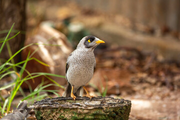  closeup of an australian noisy miner bird outdoors