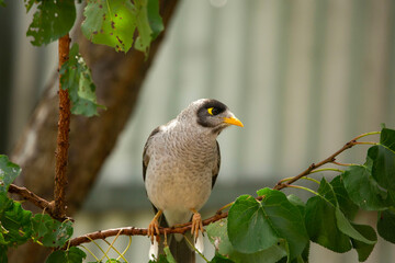 Australian native noisy miner bird perched on a tree in the garden