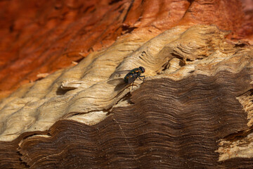 housefly on a textured wooden surface