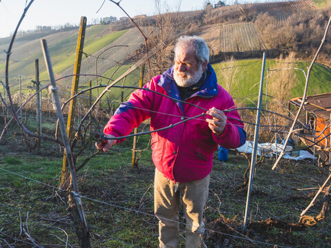 old caucasian grey haired bearded farmer pruning grapes at sunset in the vineyard in the hills of Emilia Romagna, Italy