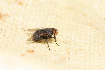 macro close-up of a fly against a white background