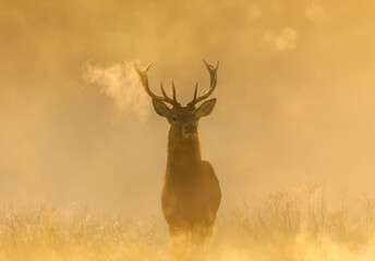 Red Deer stag during rutting season at sunrise