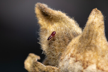 Lime seed bug also known as Oxycarenus lavaterae on a fuzzy plant