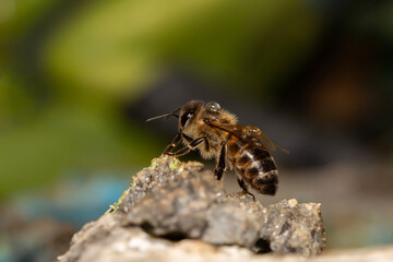 Close-up of a honeybee with water drops on its back outdoors on a rocky surface 