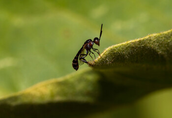Close-up of a wasp on a green leaf in Adelaide, South Australia during summer