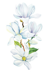 Beautiful Magnolia flowers on isolated background, watercolor white flowers, spring flora for design