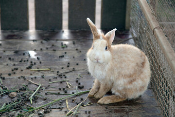 dirty rabbit in cage unsupervised with dung and grass like being left in trouble