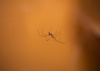 daddy long legs spider upside down on its cobweb in a cupboard in Australia