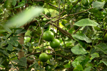 fresh green lime on tree for herb food nature concept